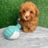 Apricot Toy Poodle Puppy