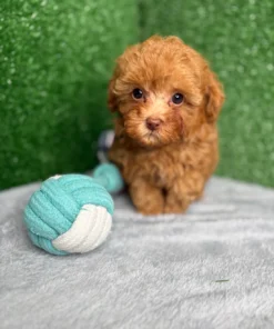 Apricot Toy Poodle Puppy
