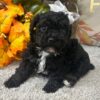 Libra Black Poodle Puppy
