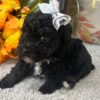 Female Black Poodle Puppy