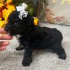 9-Week-Old Black Poodle Puppy