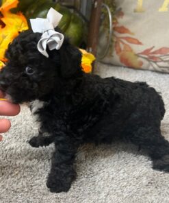 9-Week-Old Black Poodle Puppy