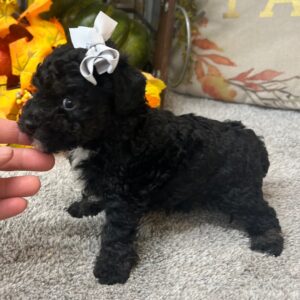 9-Week-Old Black Poodle Puppy