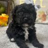 Black Poodle Puppy