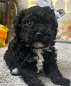 Black Poodle Puppy