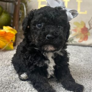 Black Poodle Puppy