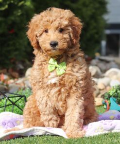 Goldendoodle
