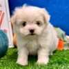 White Maltese Puppy