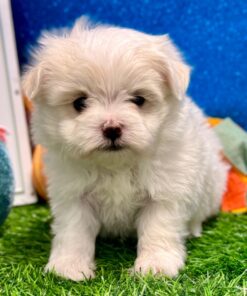 White Maltese Puppy
