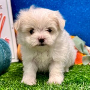 White Maltese Puppy