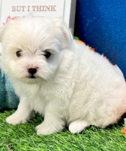 Libra White Maltese Puppy