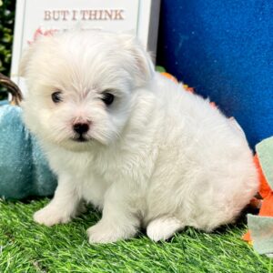 Libra White Maltese Puppy
