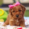 Red Cavapoo Puppy