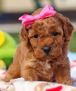 Red Cavapoo Puppy