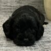 Black Cavapoo Puppy