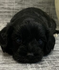 Black Cavapoo Puppy