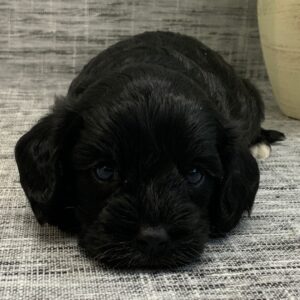 Black Cavapoo Puppy