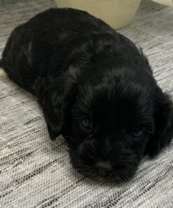 Male Tiny Black Cavapoo
