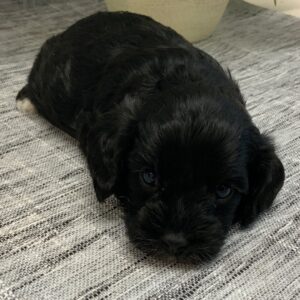 Male Tiny Black Cavapoo