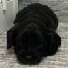 Libra Black Cavapoo Puppy