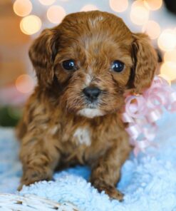 Red Cavapoo Puppy