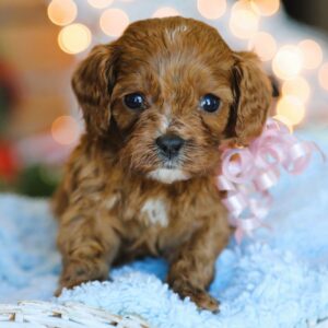 Red Cavapoo Puppy