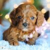 8-Week-Old Red Cavapoo Puppy Virgo Cavapoo Puppy