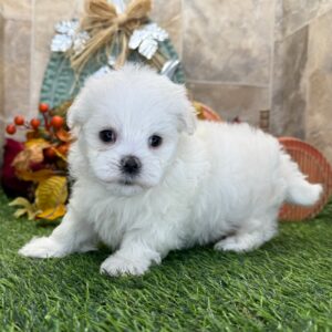 Male White Maltese Puppy