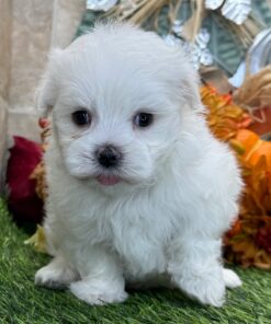 White Maltese Puppy