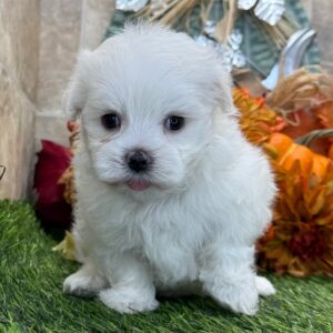 White Maltese Puppy