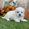 10-Week-Old White Maltese Puppy