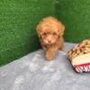 Apricot Toy Poodle Puppy