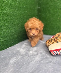 Apricot Toy Poodle Puppy