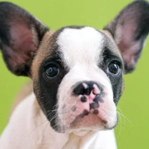 French-Bulldog