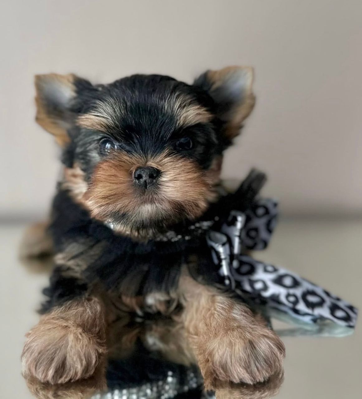 IMG-20251122-WA0009 Snowball