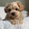 cream white male Maltipoo puppy for sale