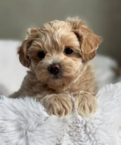cream white male Maltipoo puppy for sale