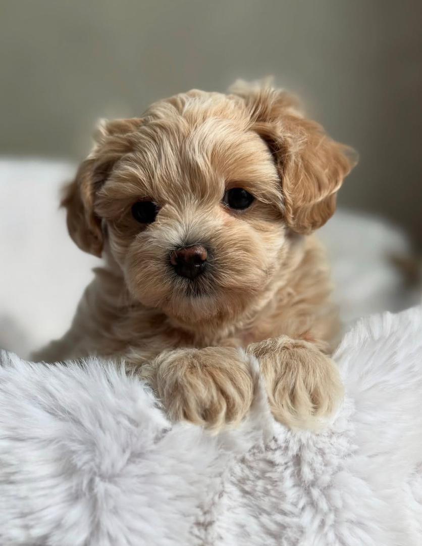 IMG-20251125-WA0033 cream white male Maltipoo puppy for sale