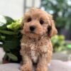 apricot brown Maltipoo