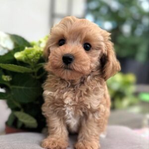 apricot brown Maltipoo