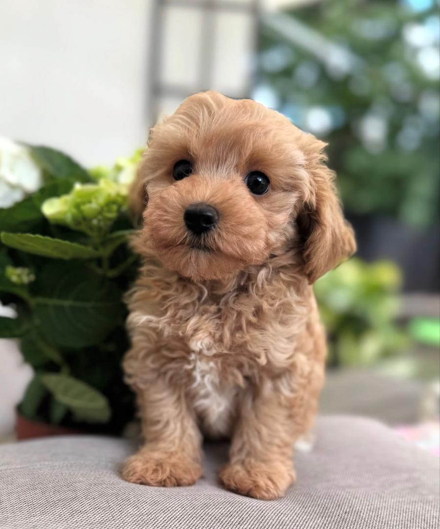 IMG-20251125-WA0063 apricot brown Maltipoo