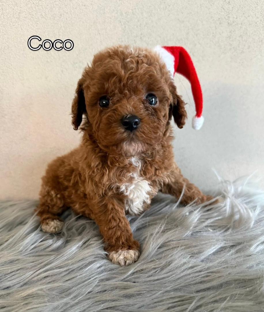 WhatsApp Image 2025-11-21 at 21.59.19_26f0883a