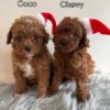 Coco / Chewy