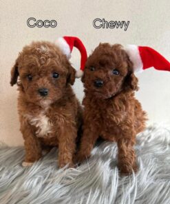 Coco / Chewy