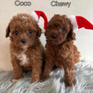 Coco / Chewy
