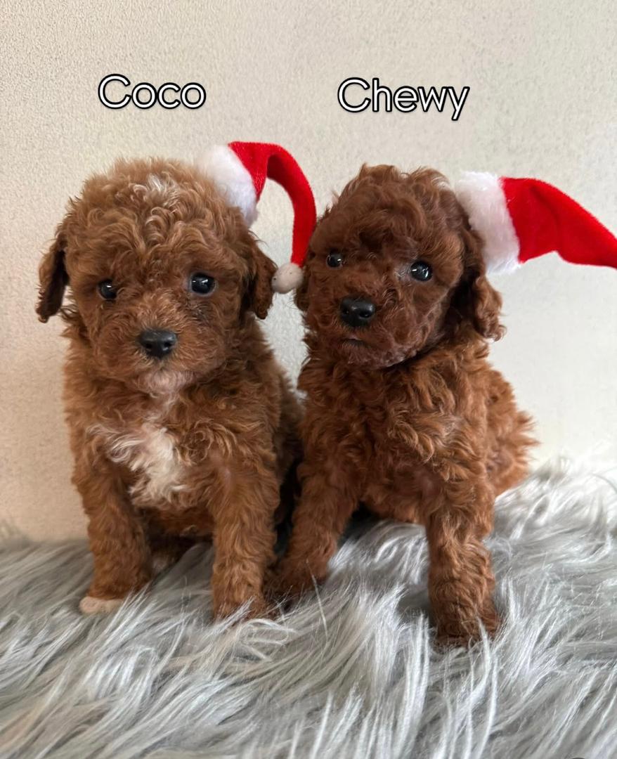 WhatsApp Image 2025-11-21 at 21.59.19_43d93215 Coco / Chewy