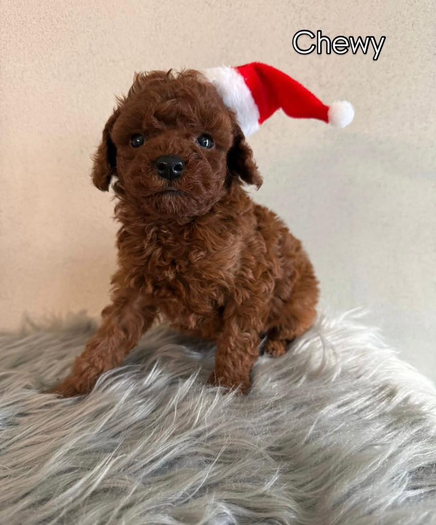 WhatsApp Image 2025-11-21 at 21.59.20_255b12af