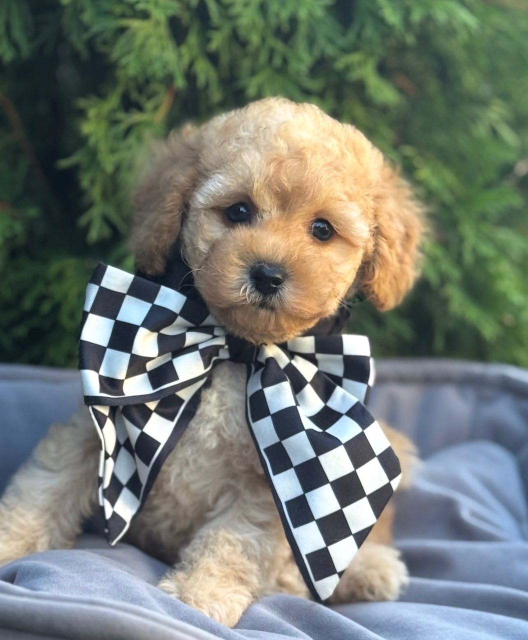 WhatsApp Image 2025-11-21 at 22.25.21_b22fdf78