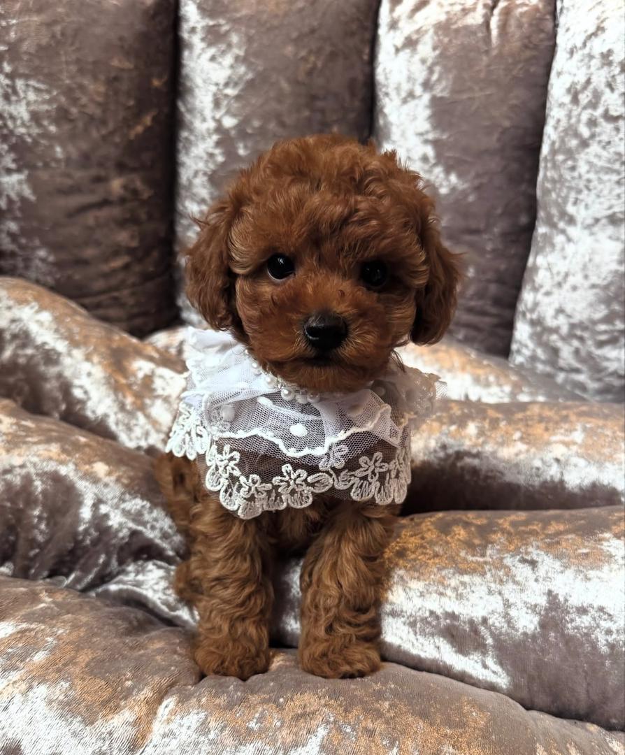 WhatsApp Image 2025-11-21 at 22.31.35_2aa3547d