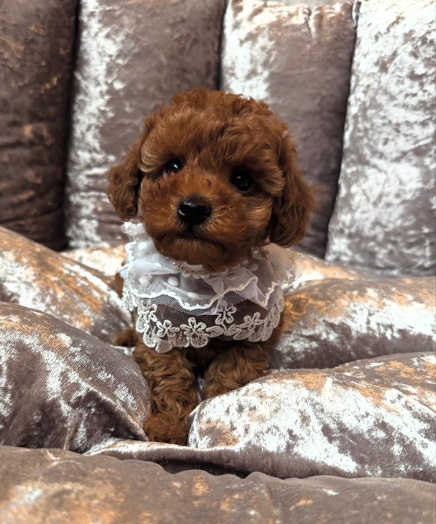 WhatsApp Image 2025-11-21 at 22.31.36_e7189ccb